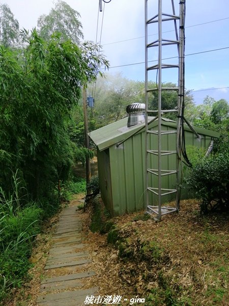 【雲嘉】超美的茶園竹林風光。小百岳集起來。#56小百岳雲嘉大尖山x二尖山x馬鞍山x#57小百岳梨子腳1453646