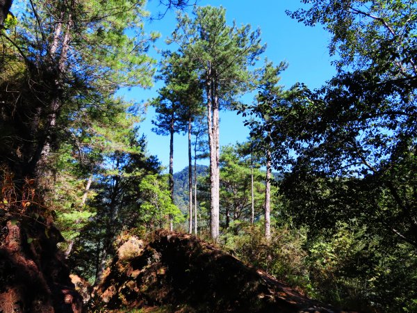 如童話般的森林步道-武陵桃山瀑布步道1190794