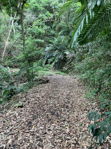20240525高雄番子寮山-番子寮山主峰2517798