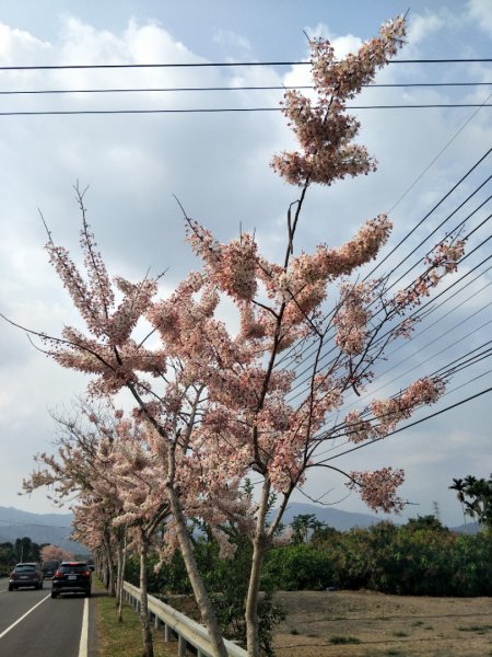 小百岳:藤枝山1323129