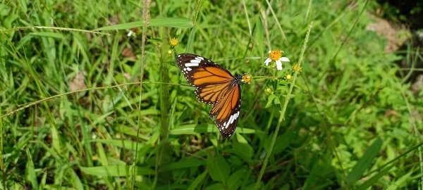 20230929_槓子寮山+砲台步道2300850