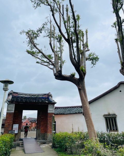 桃園大溪-花彩節🌼李騰芳古厝-月眉落雨松2934849