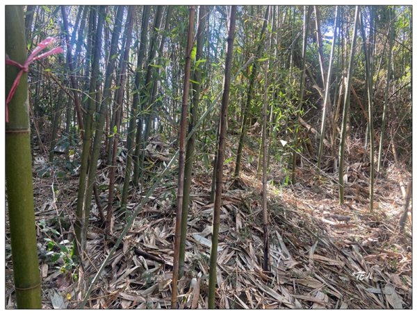 后里 七星山 新發現基石2990049