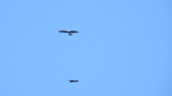 雲山水花鳥蝶 - 天龍國阿伯的日常7/18 & 21、22、292553926