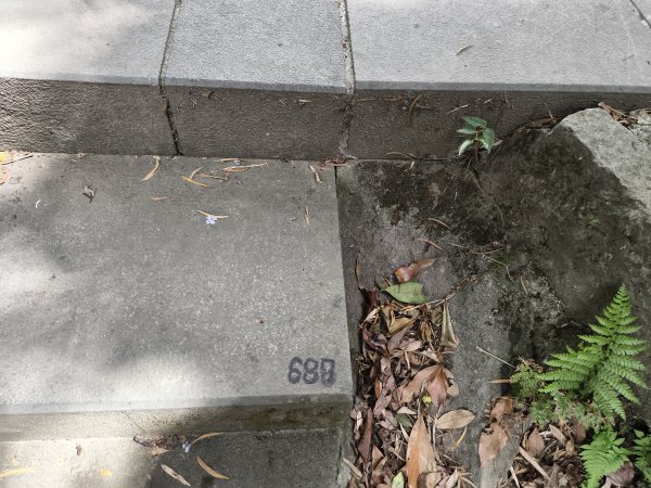 [百山百鳥尋旅-15/15] 2025_0929 硬漢嶺步道(觀音山)2900998