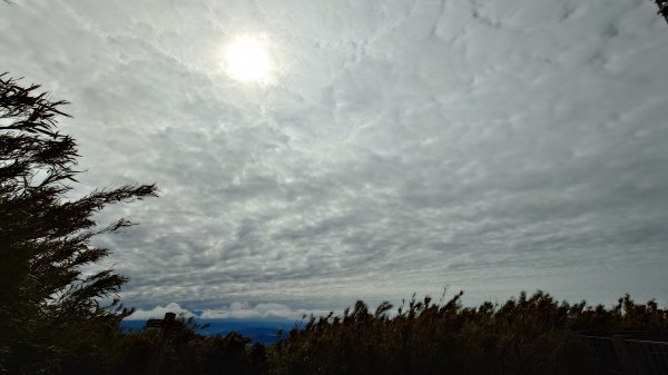20260125 陽明山前後山健行(無極天元宮~山仔頂步道.向天池.向天山.面天山.二子坪)2998026