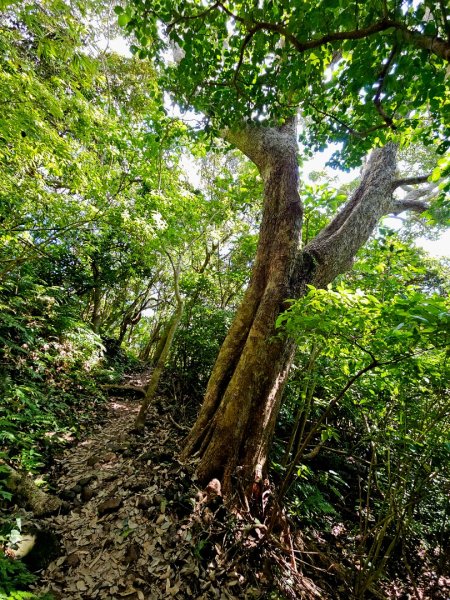 人潮滿滿的觀音山2985989