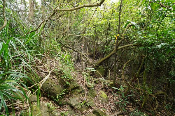 臺北 文山 指南山、猴山岳、魚衡山、大前坑山、猴山坑山、祥光寺後山、金頭山2775006