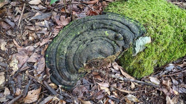屯野生台山、石麻達山2993159