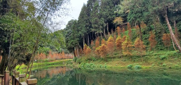2023-01-01杉林溪青龍蕨類步道(青龍瀑布)、松瀧岩瀑布及天地眼步道1978864