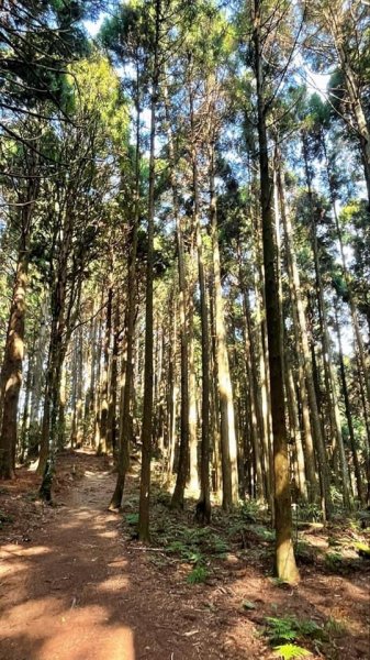 2021 新竹尖石_高台山連走島田山(高島P型縱走)1562733