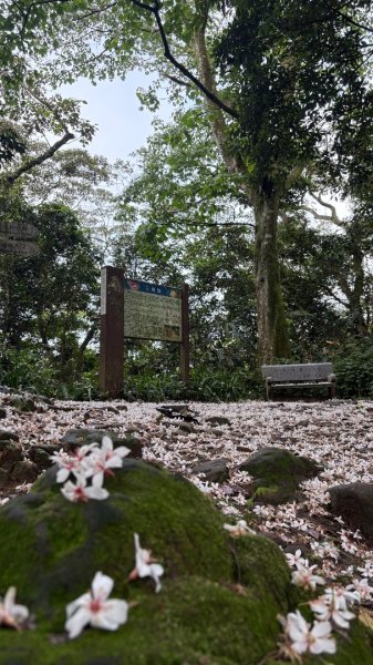 桐花封面