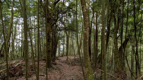 嘉南雲峰、石壁山步道3049100