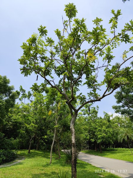 大安森林公園、大港墘公園【走路趣尋寶】【臺北健走趣】2581470