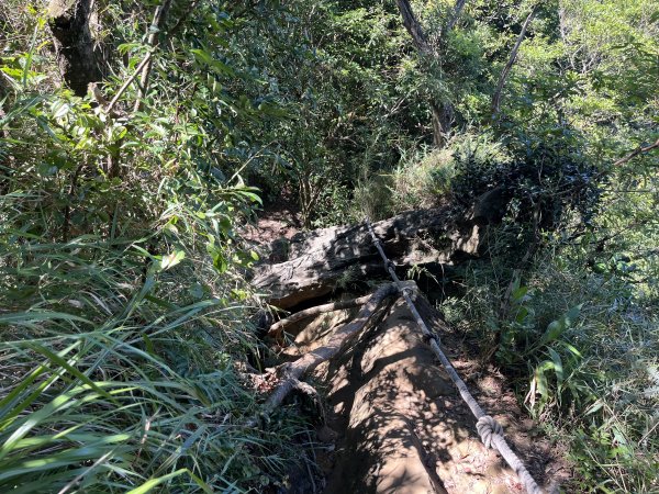 [微笑山線_第九段] 2025_0914 二格山系_皇帝殿東峰2889521