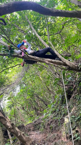 東勢大崙、東勢坑山、觀音湖山O走2986362