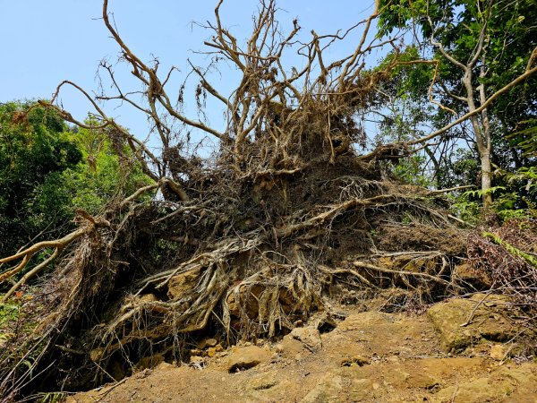 2025年臺北大縱走第六段：中華科技大學至捷運麟光站2755785