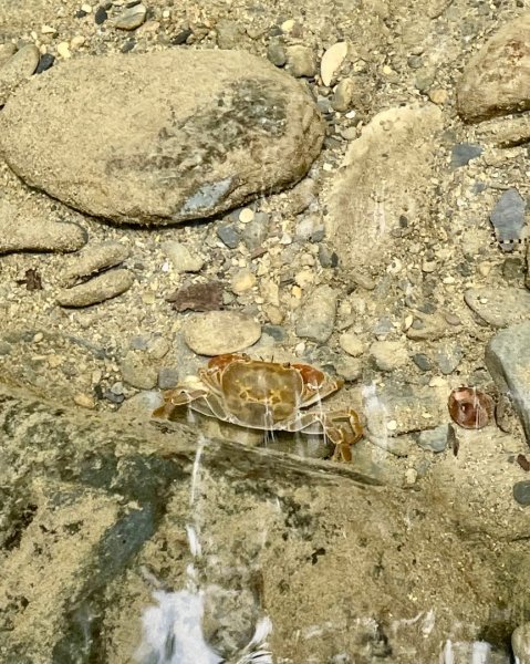 烏來西坑林道/探勘派出護管所彈藥庫遺址至獅坑橋2576293