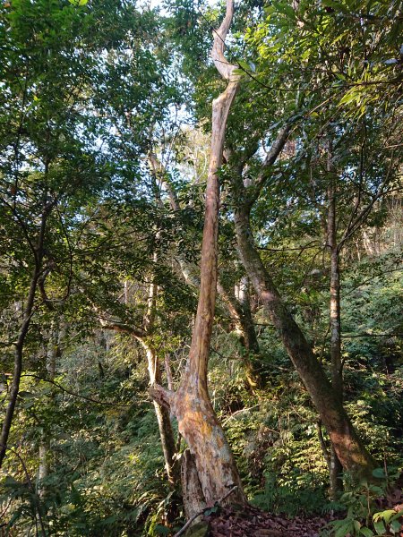 雲霧步道上鵝公髻山2425635