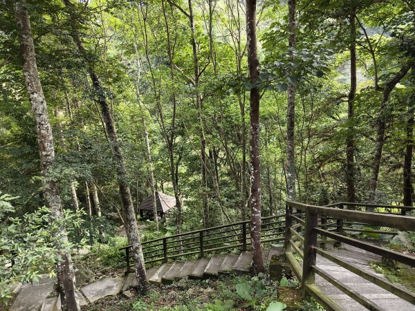 [百山百鳥尋旅-07/15] 2025_0831 八仙山國家森林遊樂區步道群2875967