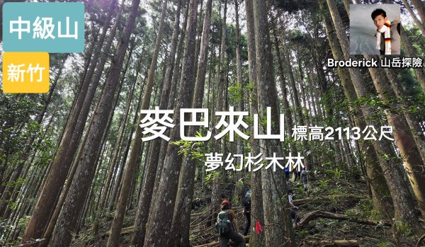 【中級山】麥巴來山，夢幻杉木林