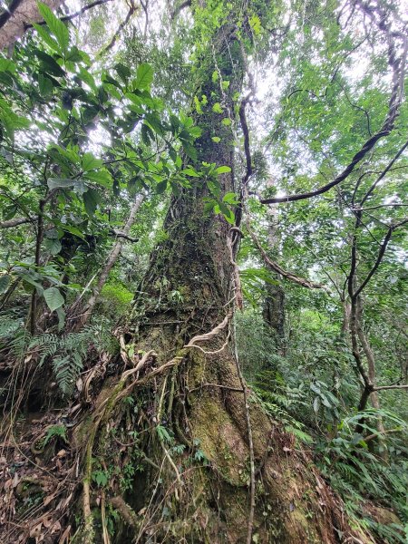 福巴越嶺國家步道2364472