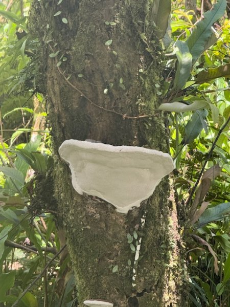 2025-08-30 豎旗山西北稜上-豎旗山-烏山古道西段下2874133