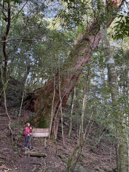 鎮西堡巨木步道B區全段+A區部分3008508