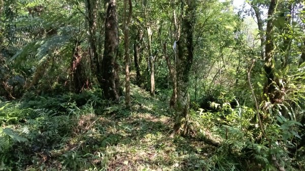 雙溪區三分二山-烏山古道東段-烏山1號O型3047441