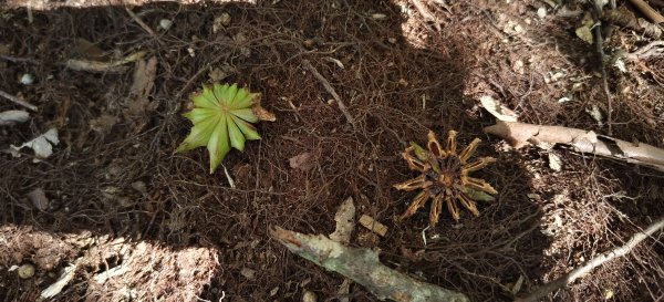 2025/10/10-水田林道上外鳥嘴山2911489