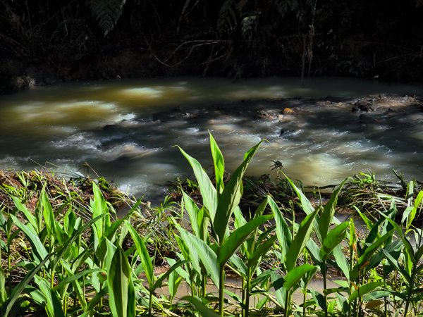 2024-08-22 澀水森林步道2578376
