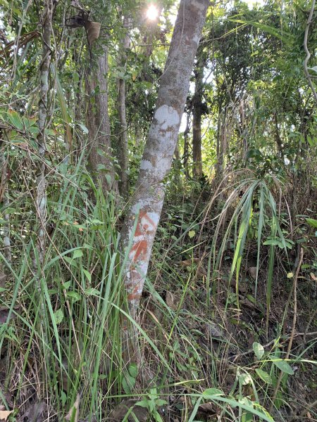 20251115台南大尖山2938087