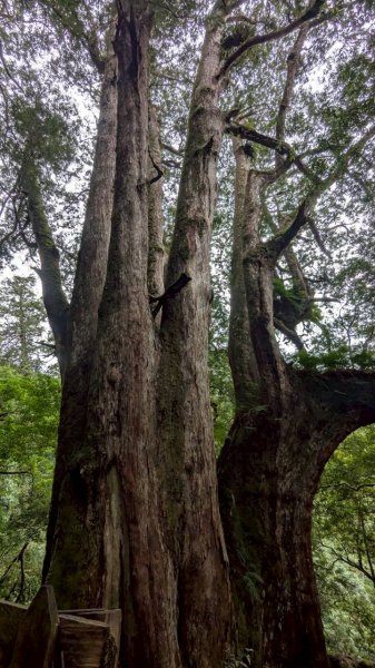 鎮西堡巨木步道群 (B區)2861179