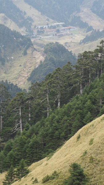 《南投》高山杜鵑盛宴｜哈哈山、石門山北峰202104181353408