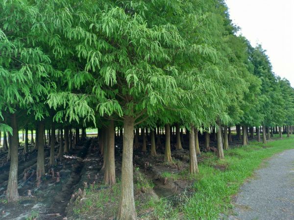 菁埔埤濕地步道406870