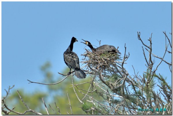 【動物】候鳥鸕鶿鰲鼓濕地首見築巢孵蛋 鳥會：適應環境力強