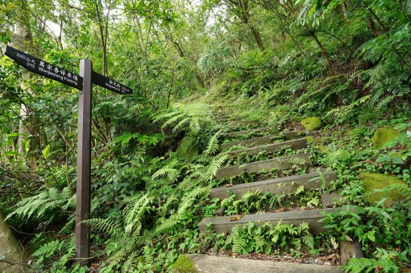 臺北 文山 指南山、猴山岳、魚衡山、大前坑山、猴山坑山、祥光寺後山、金頭山2774985