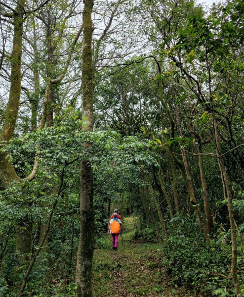 陽明山後花園，百年靜美牧牛山徑，古道草原精華連走2787739