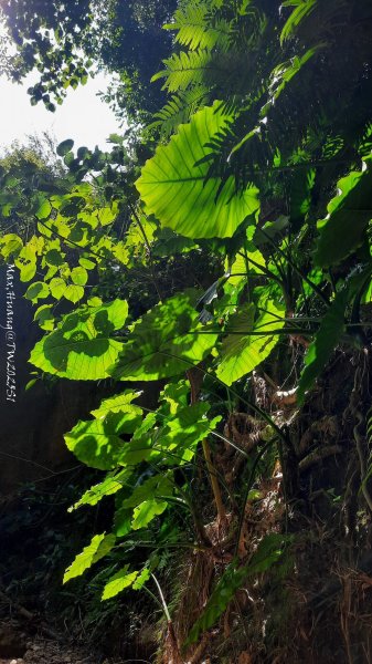 《彰化》原始峽谷｜八卦山一線天步道202502282723540