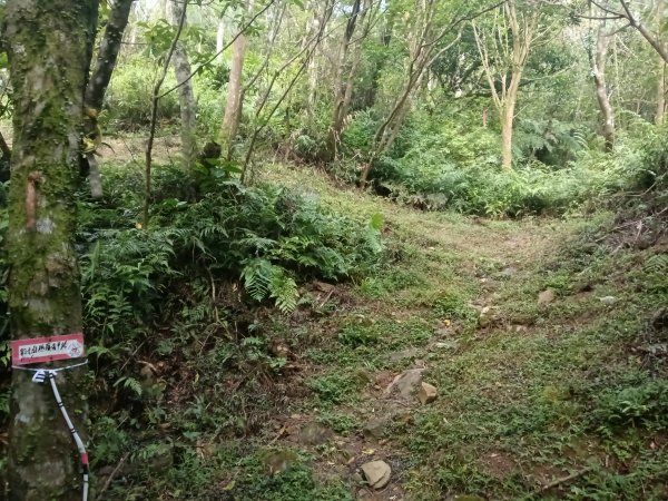 雙溪區豹子廚越嶺保甲路+北豹子廚山+中坑東山稜線O型2880072
