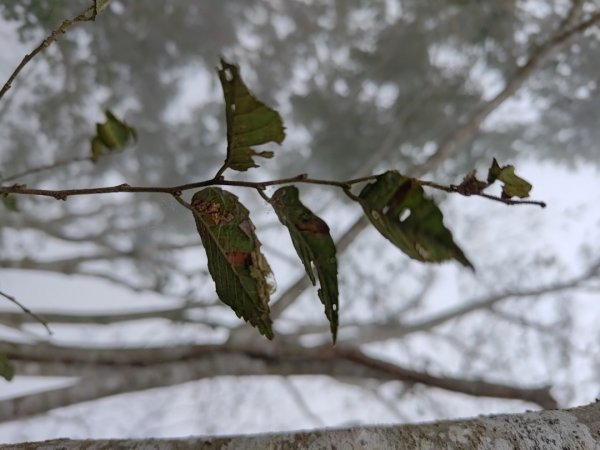 嘉義大埔草山2382550