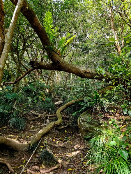 女仍山-小百岳#79-屏東縣獅子鄉2732108