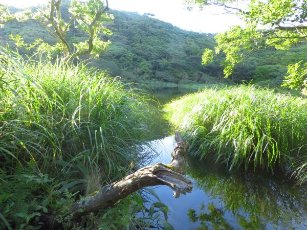 豪大梅雨後寧靜向天池湖沼枝額蟲現蹤跡133664