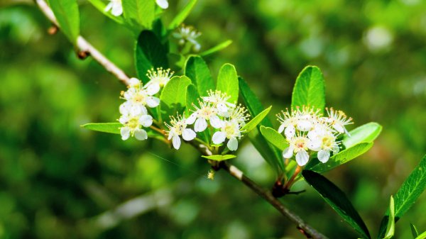 知本森林遊樂區3015064