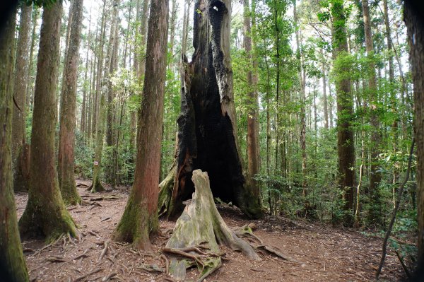 新竹 五峰 野馬瞰山2924664