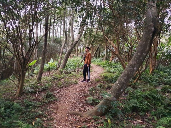 土城天上山，大暖尖山，猴洞，清水石門山，桐花公園，賞螢步道，承天禪寺，桃園福源山1645619