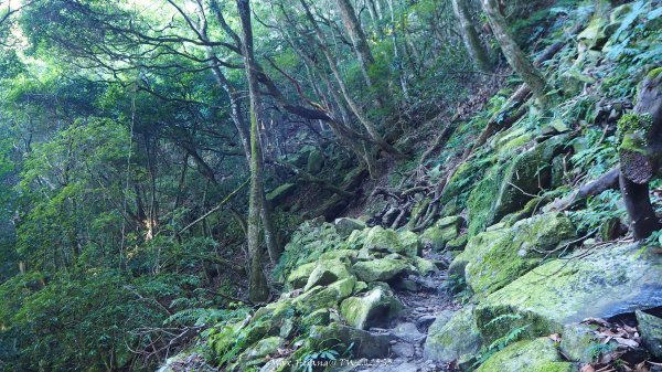 《苗栗》遺世鐵道｜悠遊加里山大坪支線至避難山屋202508222867490