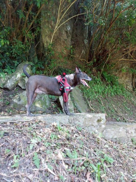 帶著毛孩去爬山-202508172866645