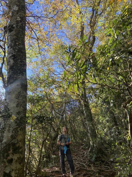 114.11.16 北得拉曼追黃金山毛櫸2937907