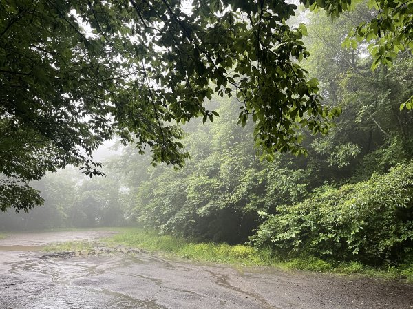 2025_0525 鎮西堡巨木群步道（B區）2797689